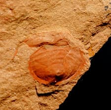Very rare unknown species Mississipian fossil Horseshoe crab - not Mazon Creek