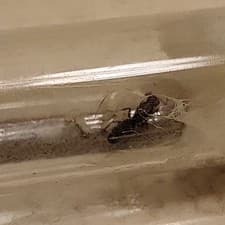 Unknown species queen ant with brood