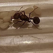 Unknown species queen ant with brood