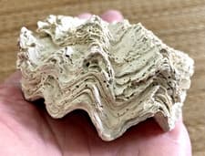 1 - 84mm FLORIDA BIVALVE FOSSIL SEA SHELL - OSTREDAE - SPECIES UNKNOWN